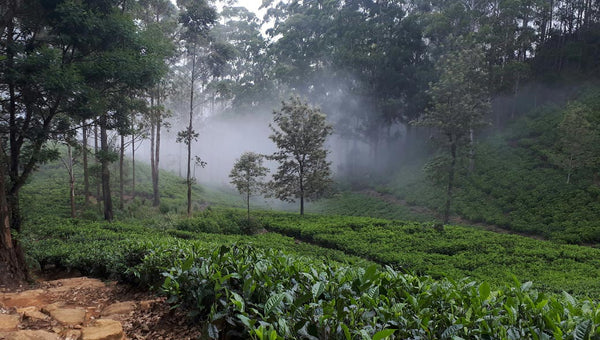 Campo di coltivazione di spezie in Sri Lanka