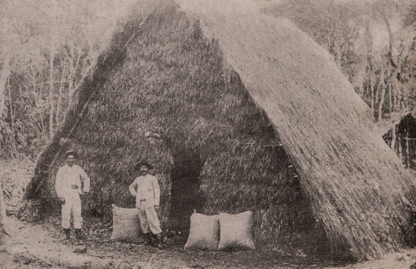 Stockage du yerba maté au Brésil