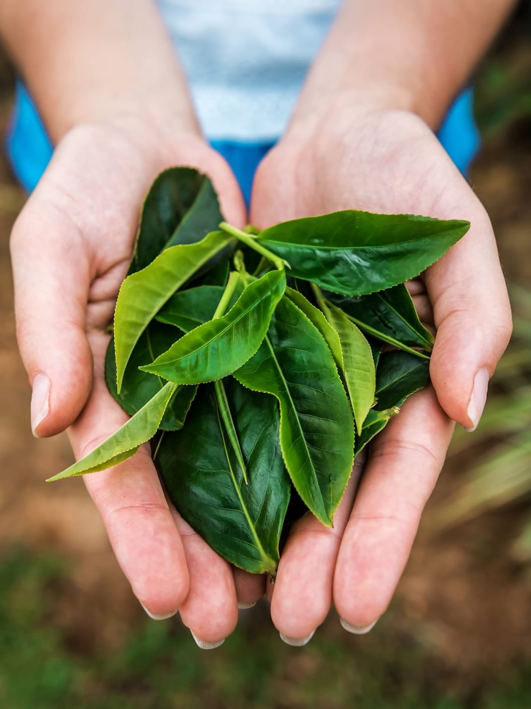 Raccolta del tè e classificazione delle foglie