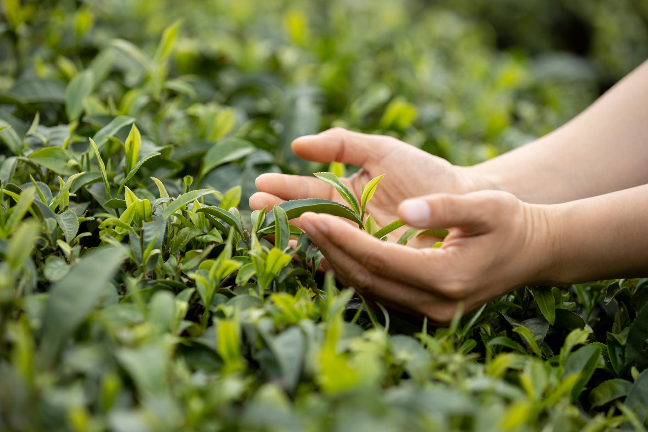 Le proprietà del tè verde