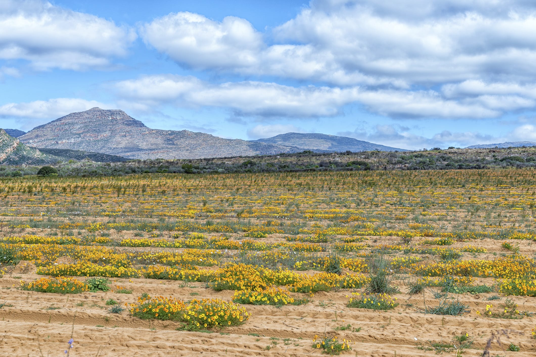 Pianta Rooibos