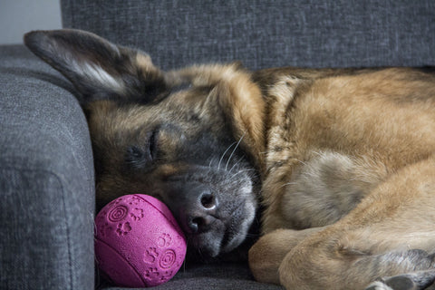 Dog sleeping on a pink toy