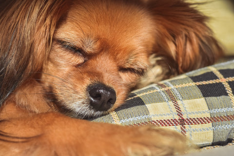 Brown dog with fluffly ears laying asleep