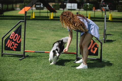 Black and white dog being guided by a female handler over a small hurdle