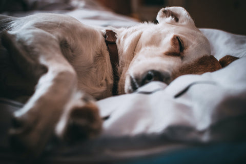 White dog with brown patches laying asleep in a bed.