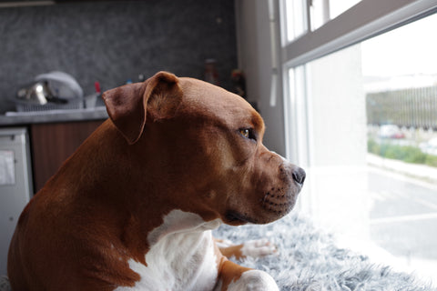 Brown dog with a white chest looking out of a window