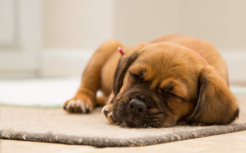 Brown puppy asleep on a mat