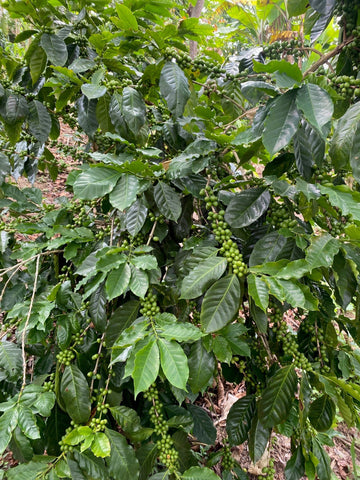 Peru Coffee plants incafe new zealand