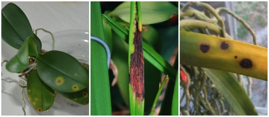 Bakterielle Braunfleckigkeit bei Orchideen