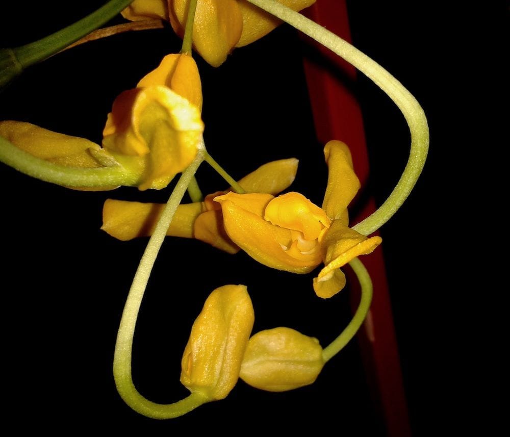 Gongora galeata var. luteola