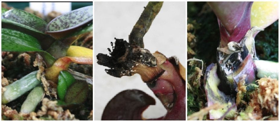 package rot - sclerotium in orchids