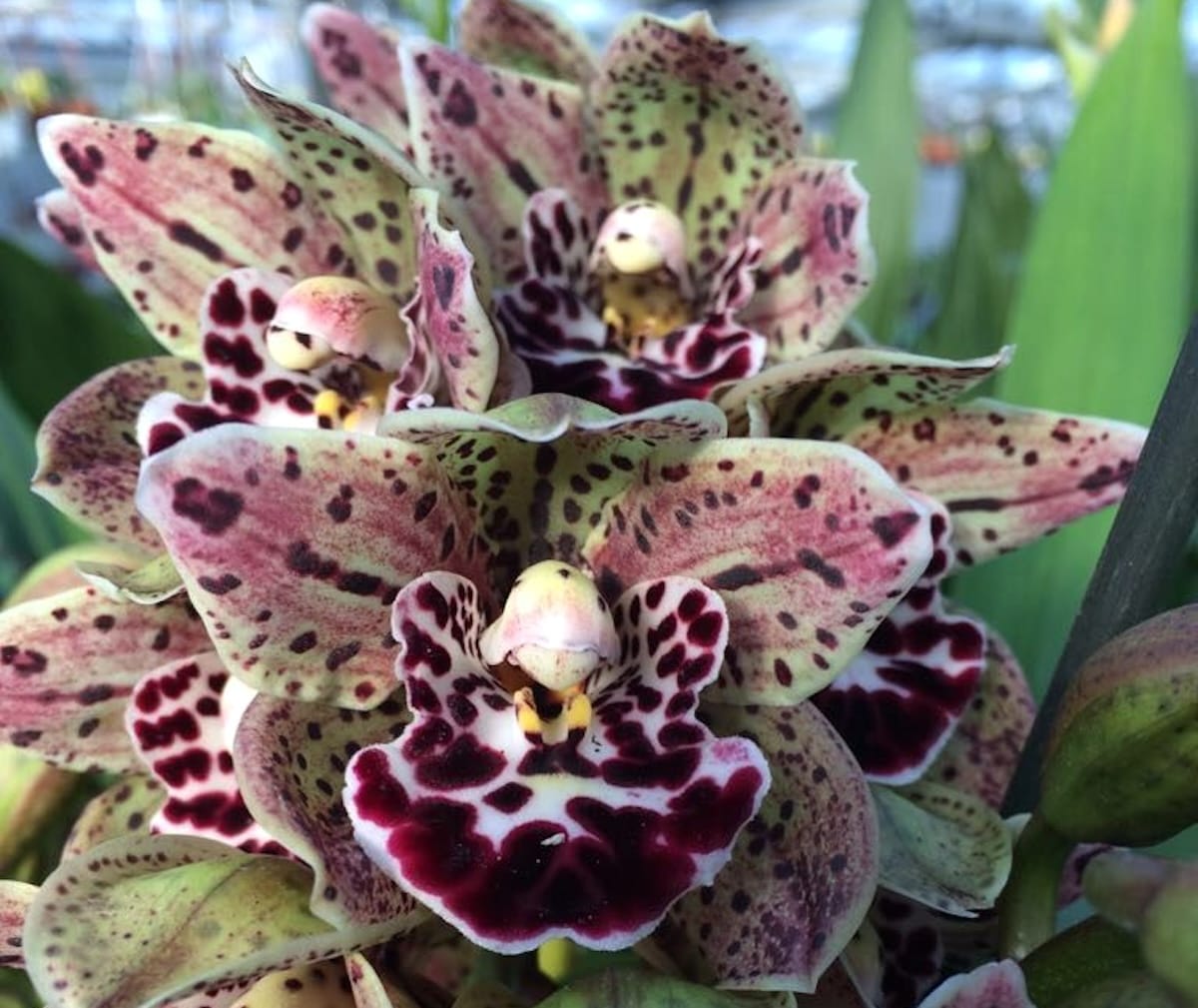 Cymbidium Vogels Magie