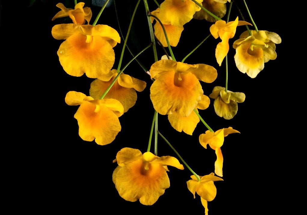 Dendrobium lindleyi welches