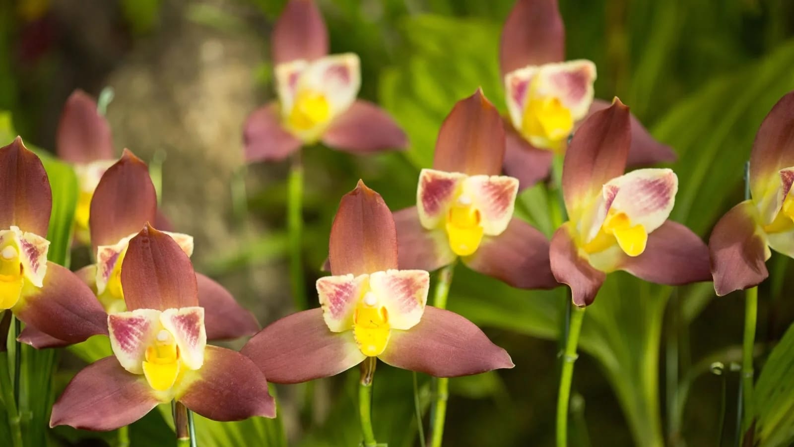 Ingrijire Lycaste