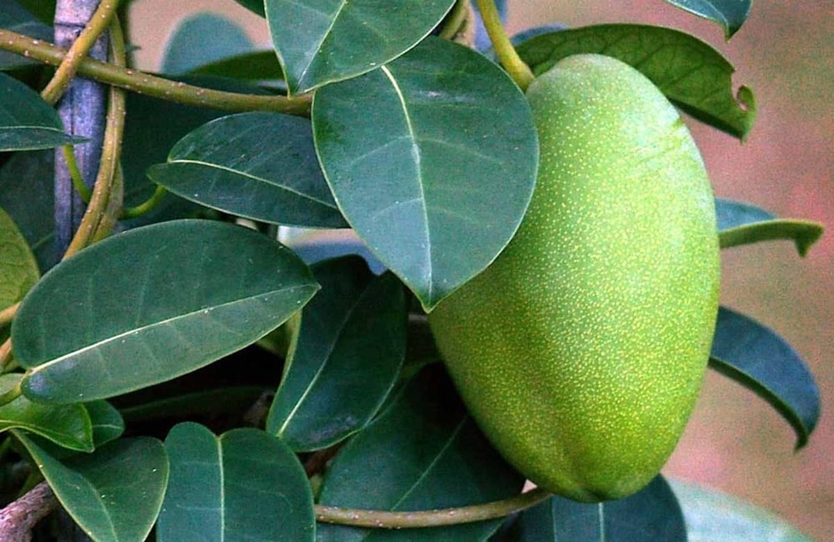 Stephanotis floribunda-Frucht