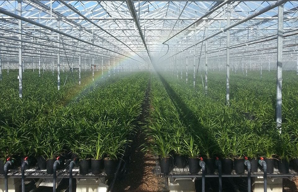 Cymbidium orchids in production greenhouses