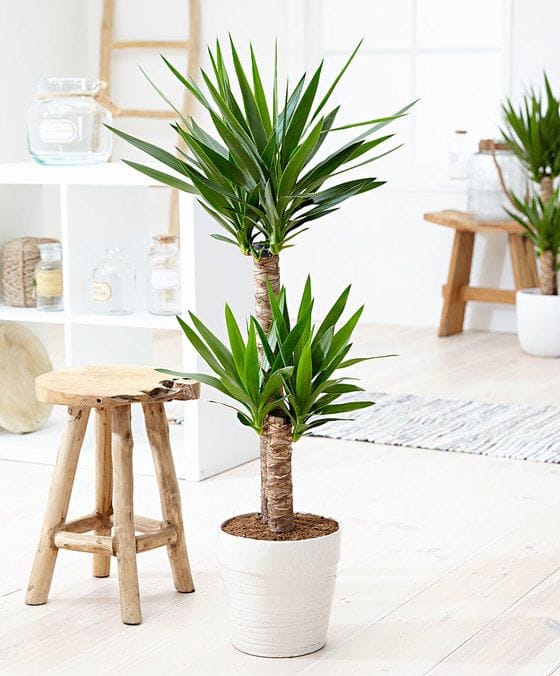 Yucca care