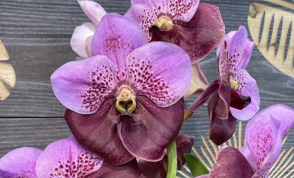 Orchid Vanda