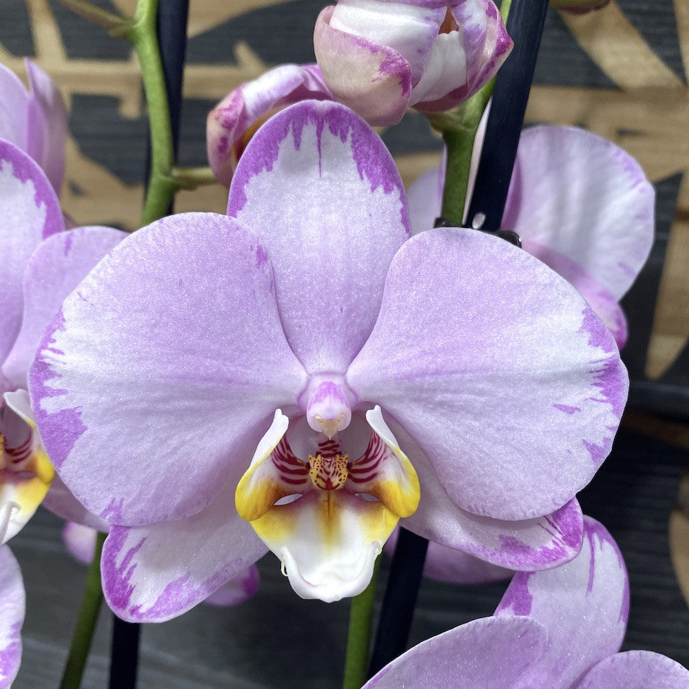 Phalaenopsis Le Vante, orchids in pots at an attractive price