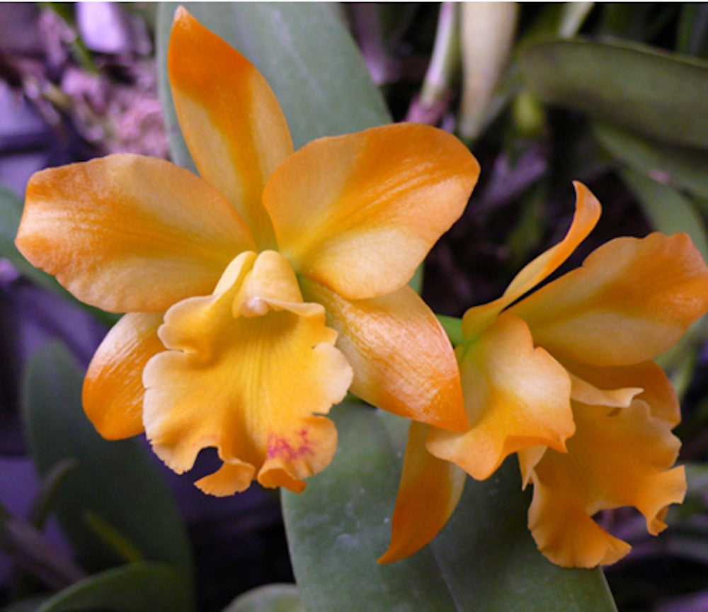 Cattleya Little Fairy 'Yellow Hydrangea' scented