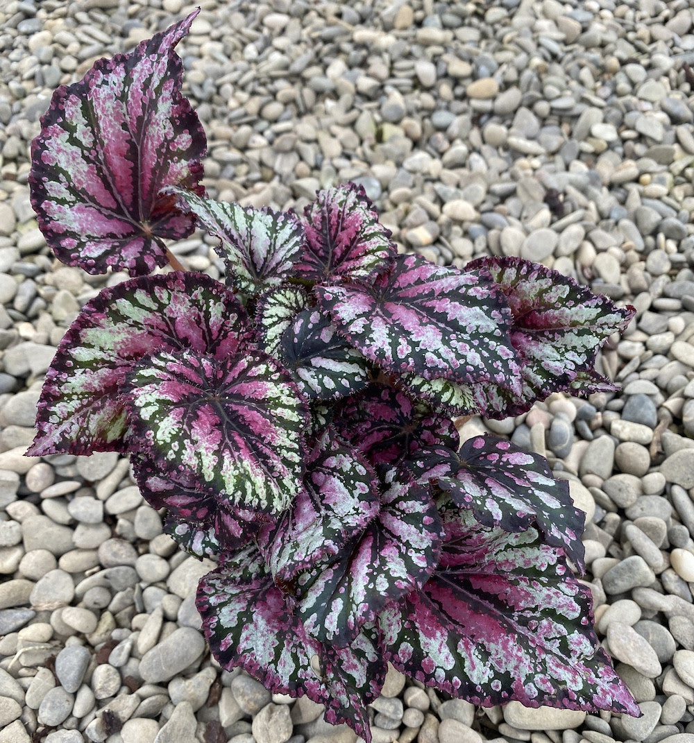 Begonia rex 'Royal Ruby' mini