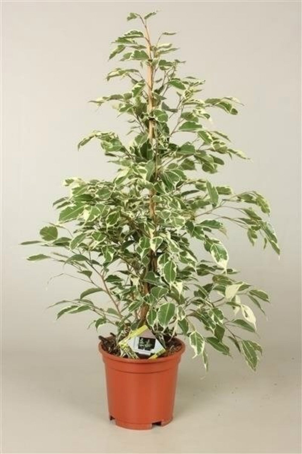 Ficus Benjamina Twilight or the weeping fig