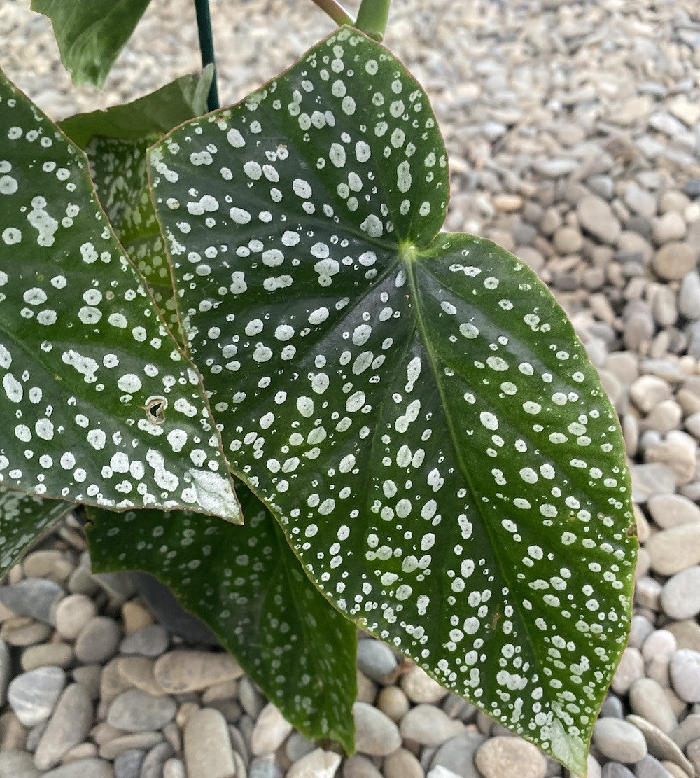 Begonia albo-picta 'Rosea' (Guinea-wing begonia 'Rosea')