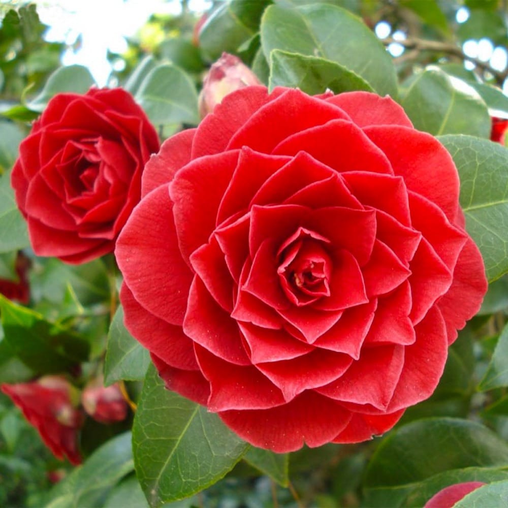 Camellia japonica Roja * floarea dubla rosie (rezistenta la inghet)