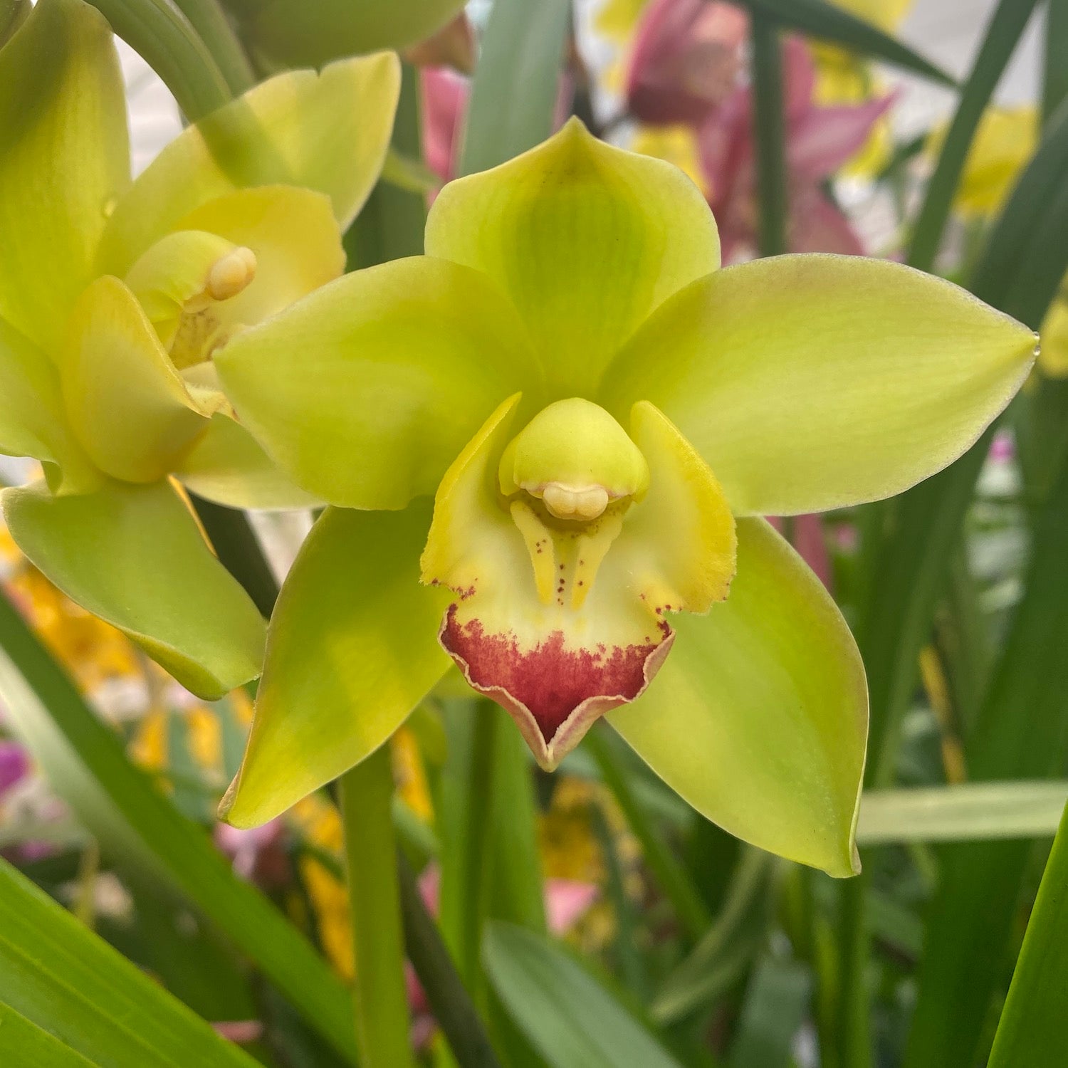 Cymbidium Fiona