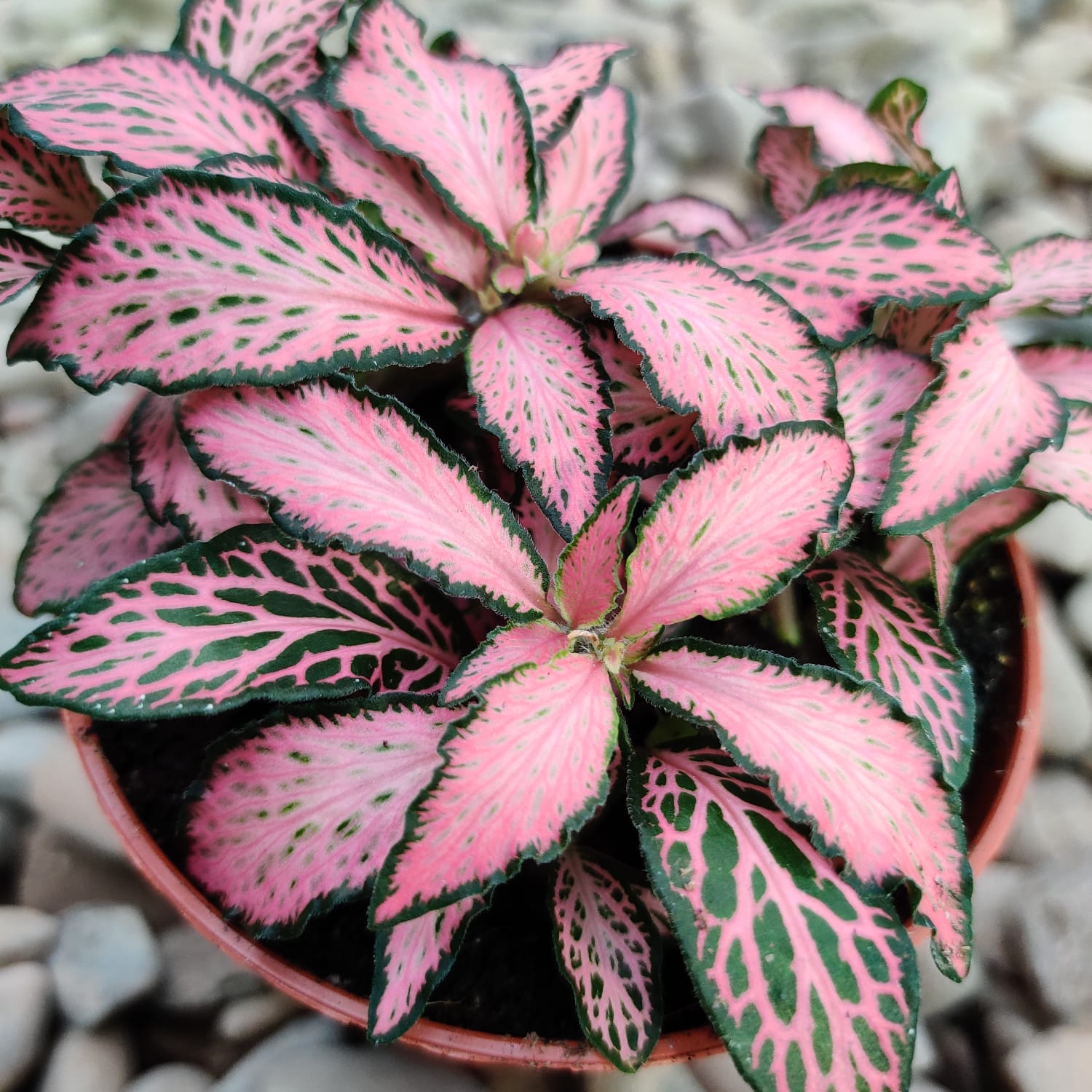 fittonia