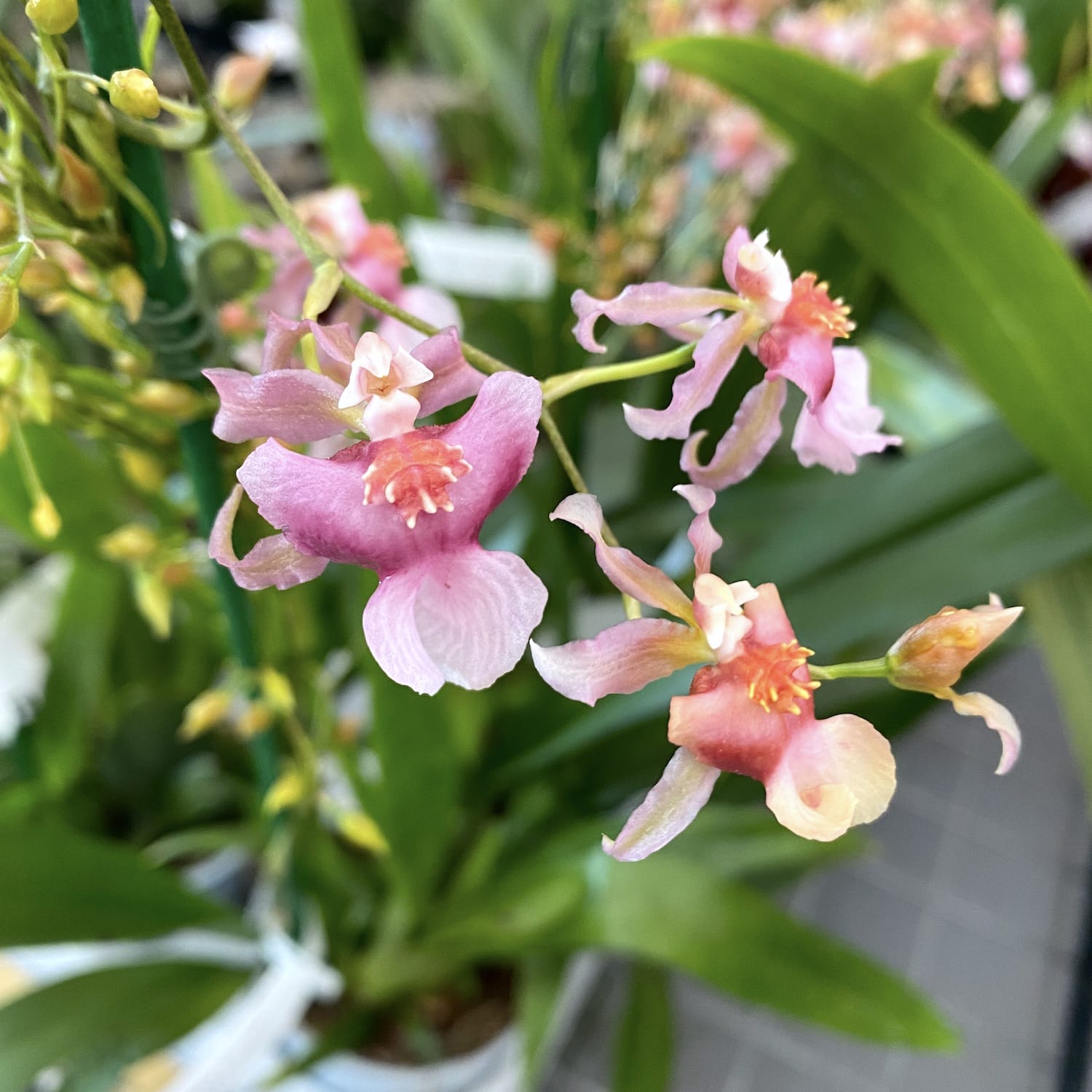 flua pink gold oncidium-