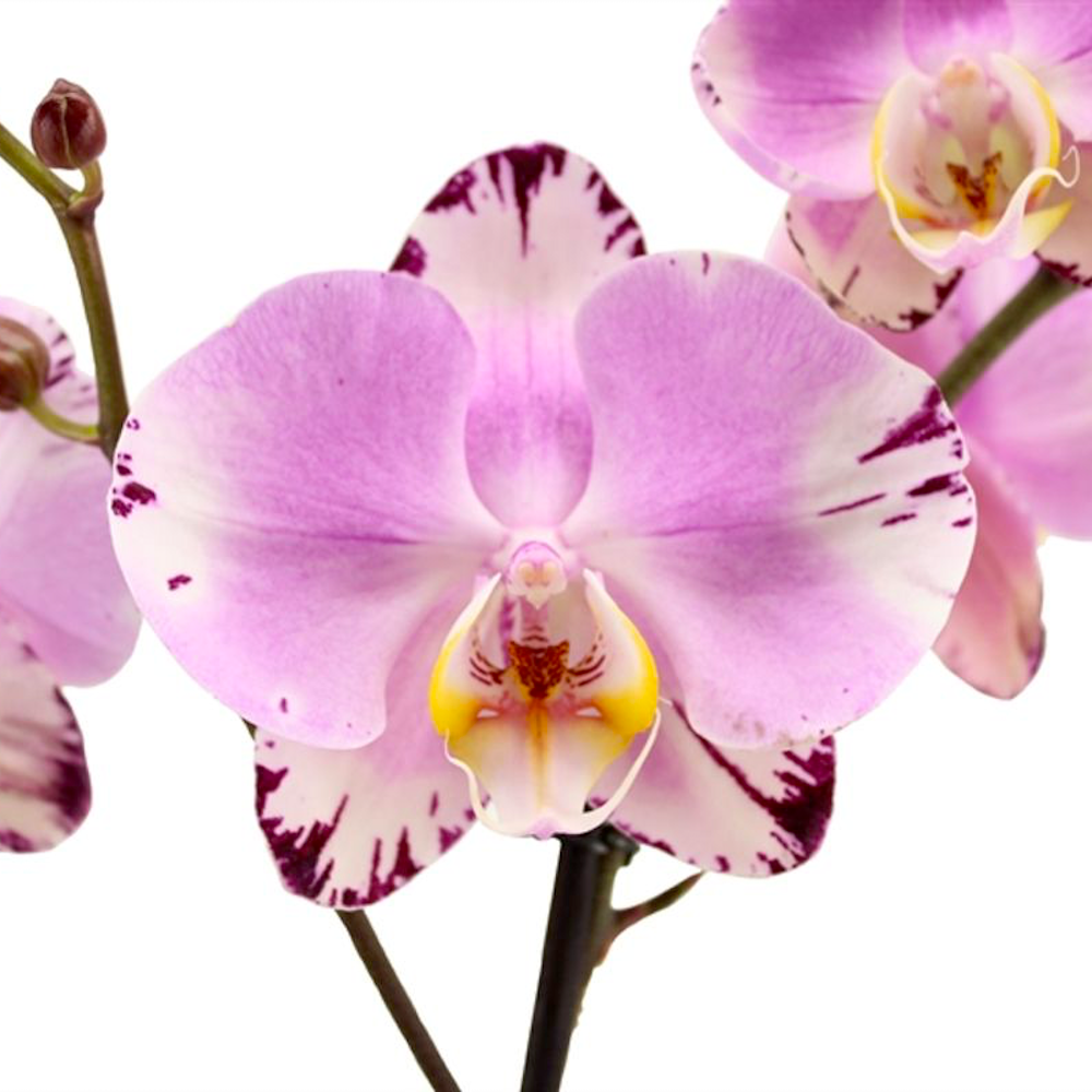 Phalaenopsis Art Nouveau