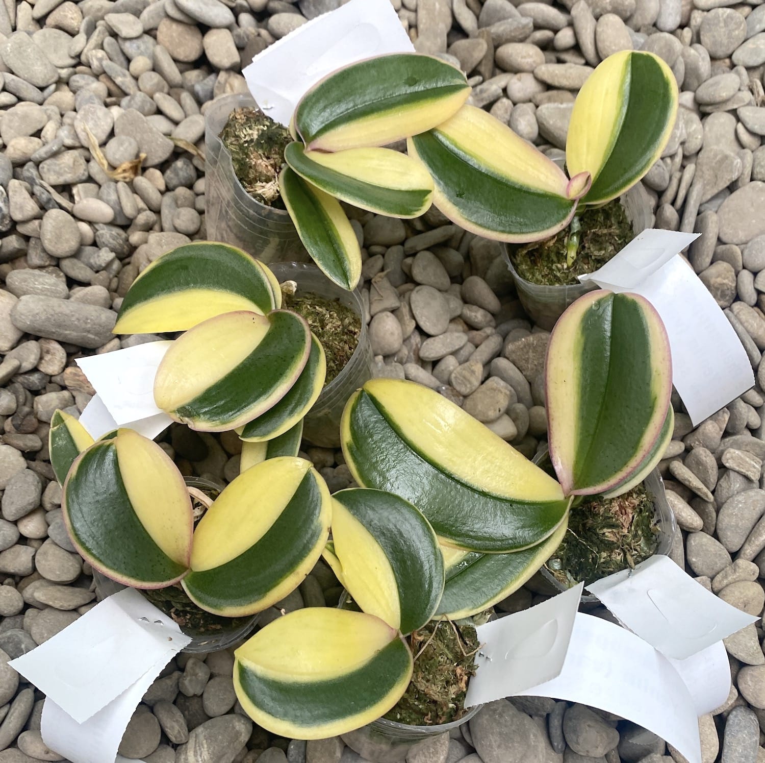 Phal chia e yenlin variegata фото