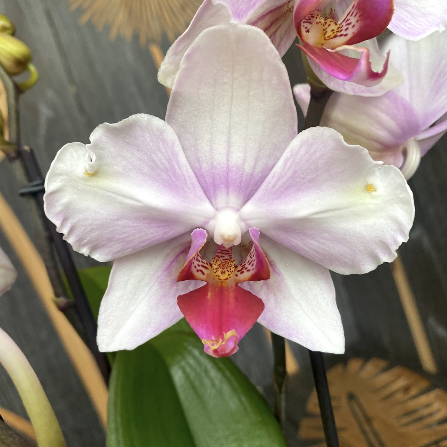 Orhidee Phalaenopsis MyMonro Make Up (Diva Pink Blush) - flori pelorice