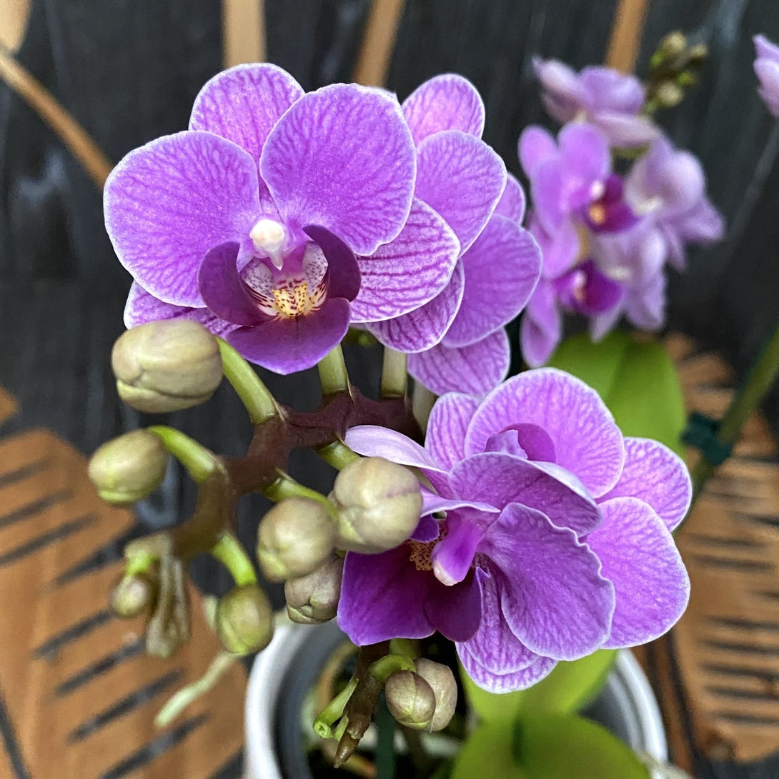 Phalaenopsis Violet Queen