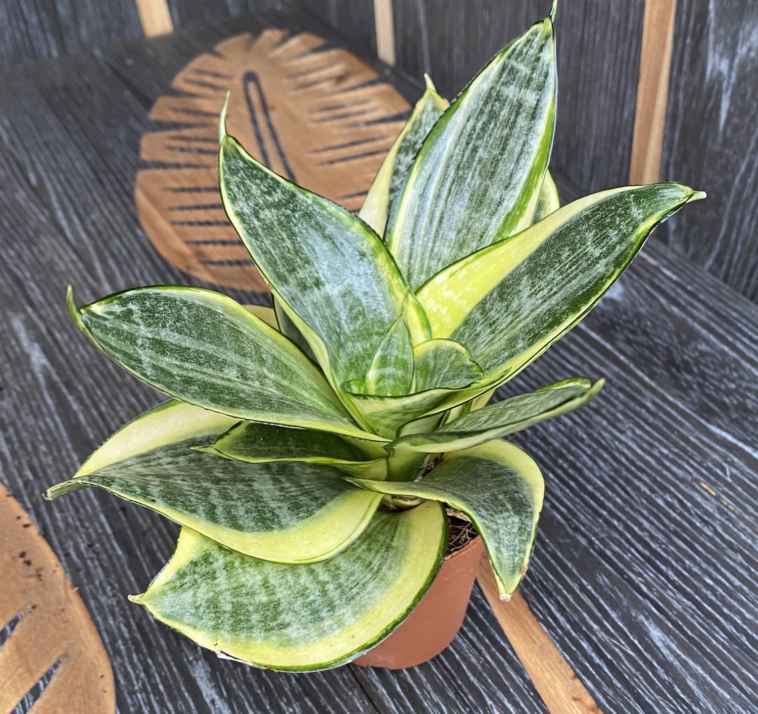 Sansevieria Trifasciata Golden Hahnii 