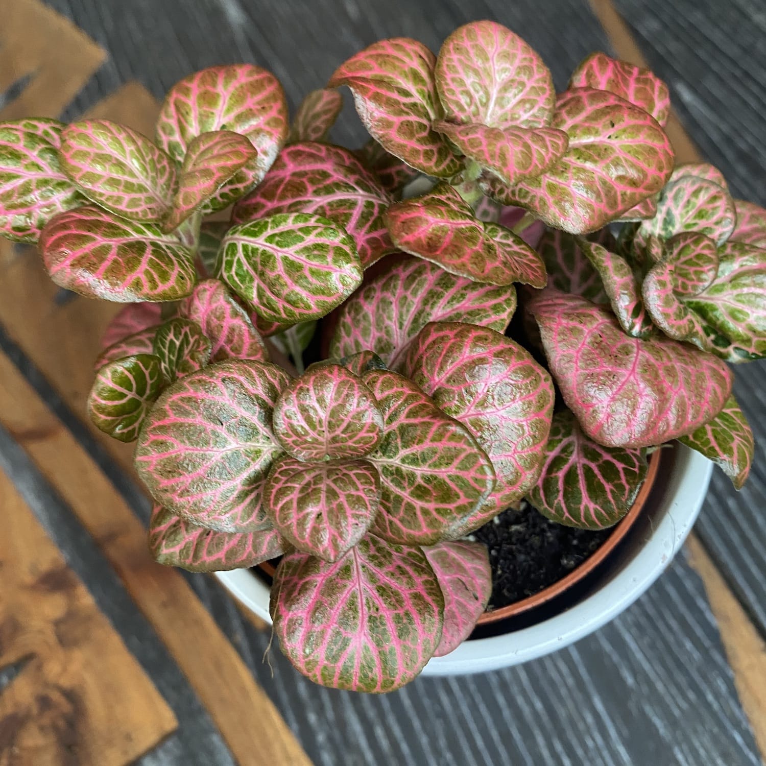 Fittonia 'Pink Special', planta mozaic