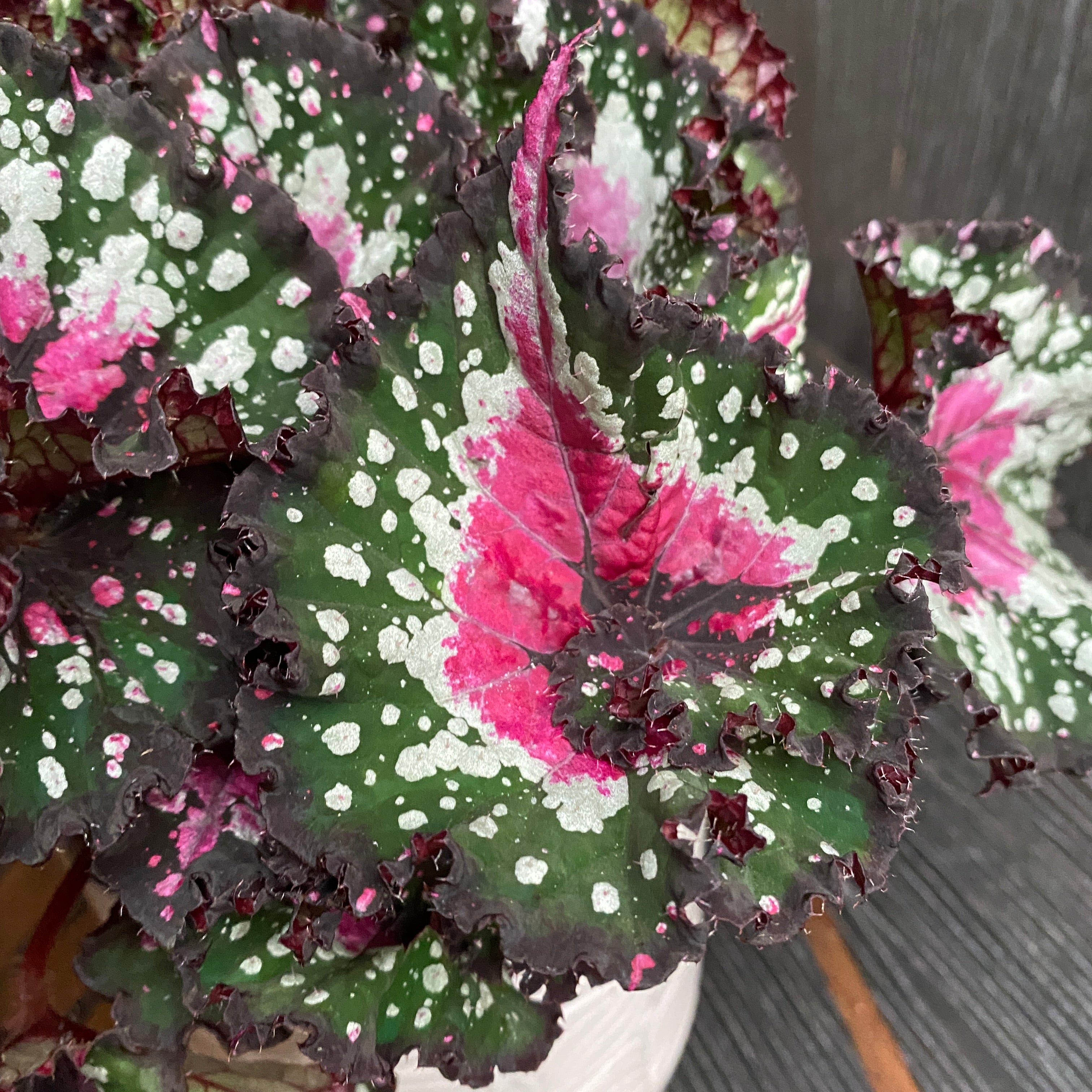 Begonia Purple Blush