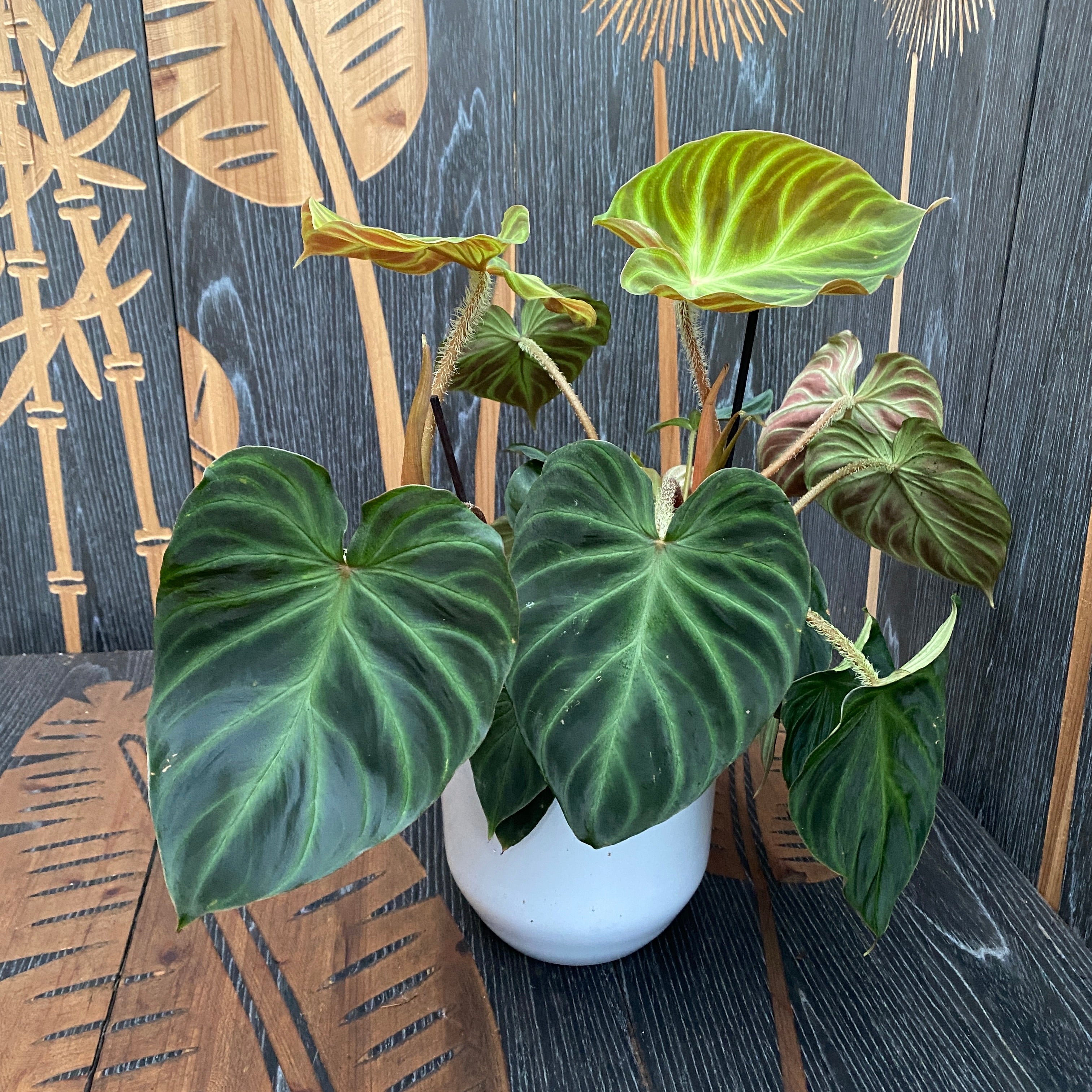 philodendron