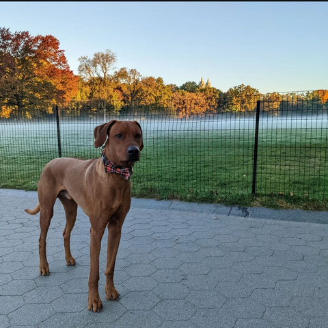 Koa at the Great Lawn with the mist of the morning dew