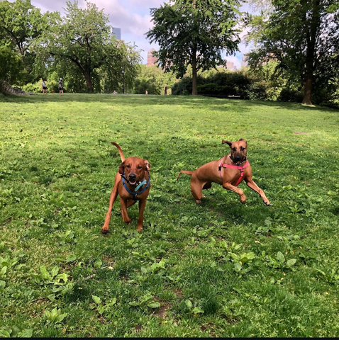Koa and Kai playing in Central Park, NYC