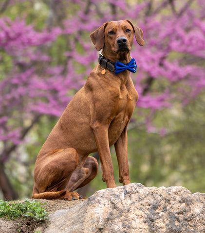 Koa at Central Park