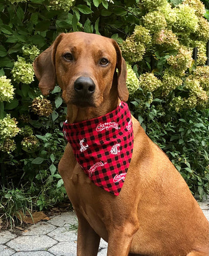 Michigan Wolverines Pet Bandanna