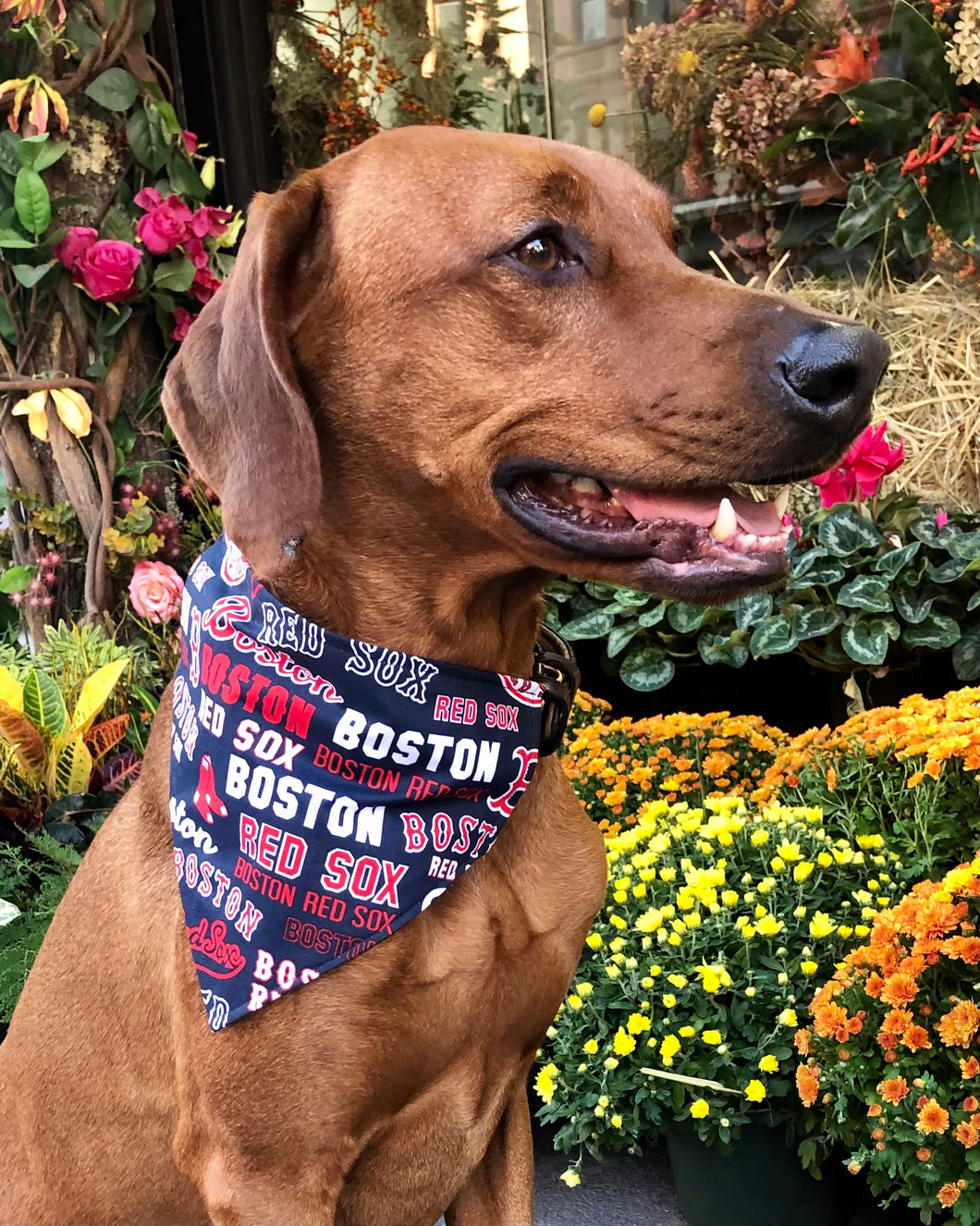 Buffalo Bills Dog Bandana – Koa's Ruff Life