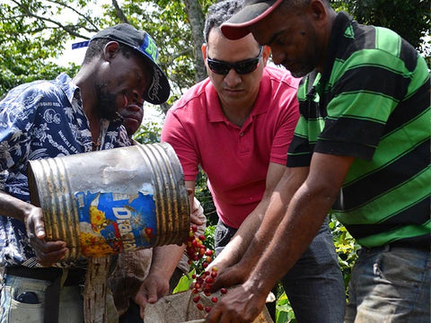 Ramirez Estate farmers and owner sorting through whole coffee fruits and pouring into a burlap sack on the farm in the Dominican Republic