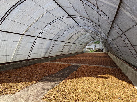 Coffee fruits going through the Red Honey drying process on the Ramirez Estate in the Dominican Republic