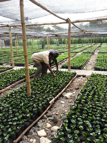 Coopacvod Coffee Farm in Haiti - showing a farmer working with the growing coffee trees