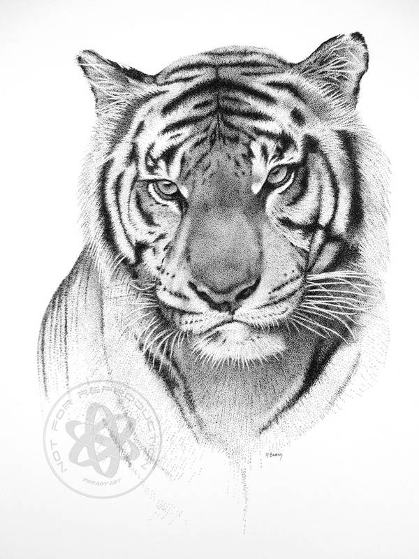 30 Best Tiger Illustration Ideas You Should Check
