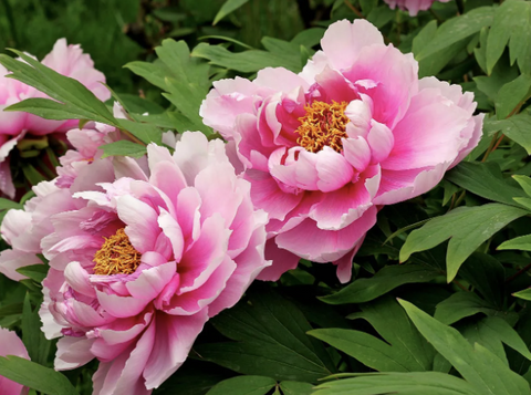 Pink-Apri Peony - Le Peony Flowers