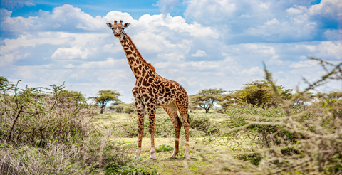 safari-tanzanie